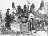 Hops pickers in Otsego County